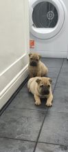 ✨✨Beautiful prices for Shar Pei puppies ✨✨ Image eClassifieds4u 3