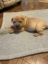 ✨✨Beautiful prices for Shar Pei puppies ✨✨ Image eClassifieds4u 4