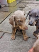 Kc registered DOBERMAN puppies available for loving homes.. Image eClassifieds4u 3