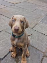 Kc registered DOBERMAN puppies available for loving homes.. Image eClassifieds4u 2
