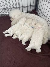 Adorable Bichon Frise puppies need loving homes Image eClassifieds4u 2