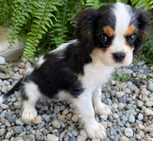 Adorable KC registered Cavalier King charles spaniel puppies Image eClassifieds4u 2