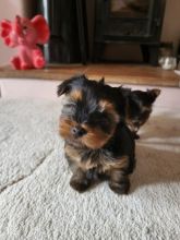 Adorable Yorkshire terrier puppies....(please take me home) Image eClassifieds4u 3