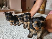 Adorable Yorkshire terrier puppies....(please take me home) Image eClassifieds4u 4