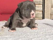 american bully puppies Male and female for adoption Image eClassifieds4u 3