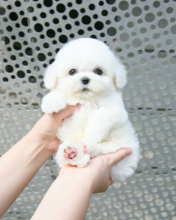 Beautiful Bichon frise puppies available Image eClassifieds4u 2