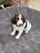 Beautiful English Springer Spaniel Puppies Image eClassifieds4u 2