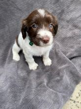Beautiful English Springer Spaniel Puppies Image eClassifieds4u 3