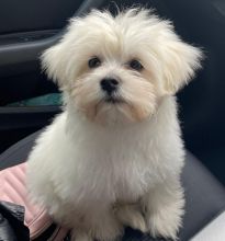 Beautiful maltese puppies ready for loving homes.. Image eClassifieds4u 2