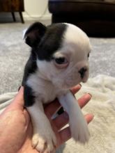Boston Terrier Puppies - ready to leave Image eClassifieds4u 2