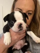 Boston Terrier Puppies - ready to leave Image eClassifieds4u 3