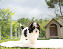 Cute Cavapoo Puppies Image eClassifieds4u 2