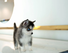 Cute Pomsky puppies available Image eClassifieds4u 1