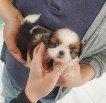 Fantastic litter of Shih Tzu puppies available Image eClassifieds4u 1