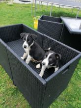 Gorgeous Border Collie puppies . Image eClassifieds4u 3
