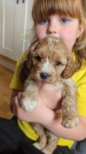 Gorgeous cavapoo puppies ready for loving homes.. Image eClassifieds4u 2
