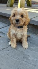 Gorgeous cavapoo puppies ready for loving homes.. Image eClassifieds4u 3