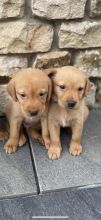 Labrador Retriever puppies ready now Image eClassifieds4u 1