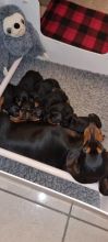 Miniature Dachshund puppies (Smooth Haired) Image eClassifieds4u 2