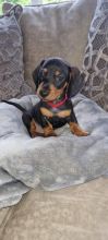 Miniature Dachshund puppies (Smooth Haired) Image eClassifieds4u 4