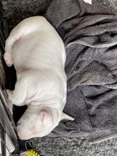 Quality chunky bull terrier puppies Image eClassifieds4u 3