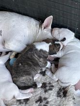 Quality chunky bull terrier puppies Image eClassifieds4u 4