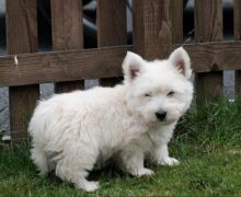 Ready to leave KC reg West Highland puppies Image eClassifieds4u 1