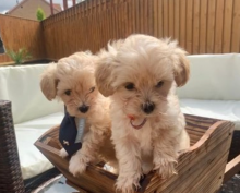 Stuning F1Maltipoo MiniToy Puppies Image eClassifieds4u 2