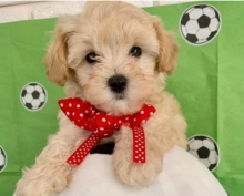 Stuning F1Maltipoo MiniToy Puppies Image eClassifieds4u 3