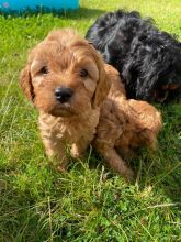 Stunning Cavapoo puppies ready for new homes..!!! Image eClassifieds4u 3