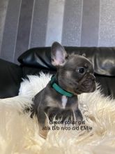 Stunning French Bulldog puppies in ready for loving homes. Image eClassifieds4u 2