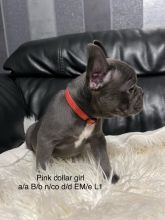 Stunning French Bulldog puppies in ready for loving homes. Image eClassifieds4u 3