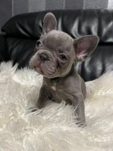 Stunning French Bulldog puppies in ready for loving homes. Image eClassifieds4u 4