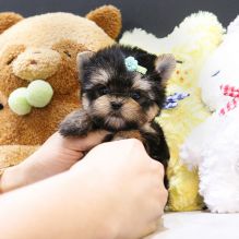 Super Cute Morkie puppies for sale Image eClassifieds4u 1