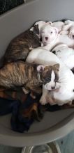 Superb American Bulldog Pups ready for loving homes...!! Image eClassifieds4u 2