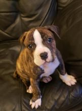 Superb American Bulldog Pups ready for loving homes...!! Image eClassifieds4u 3