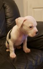 Superb American Bulldog Pups ready for loving homes...!! Image eClassifieds4u 4