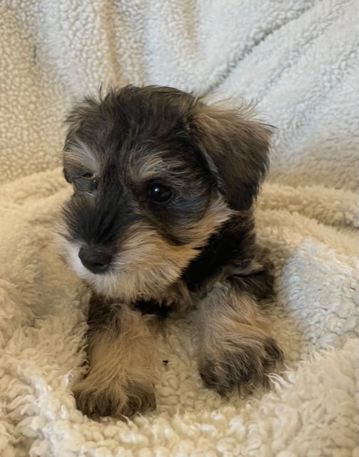 Miniature Schnauzer puppies ready for loving homes !!! Image eClassifieds4u