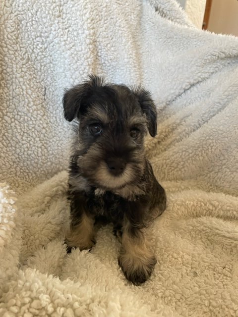 Miniature Schnauzer puppies ready for loving homes !!! Image eClassifieds4u
