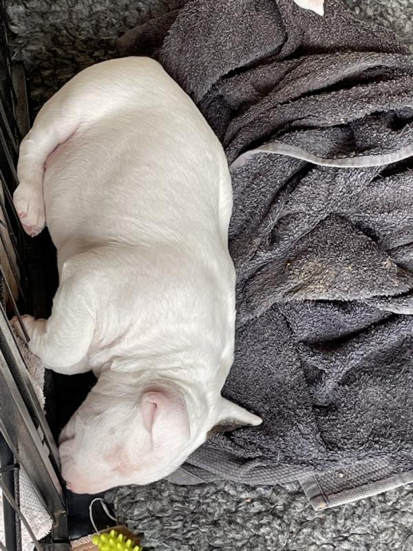 Quality chunky bull terrier puppies Image eClassifieds4u