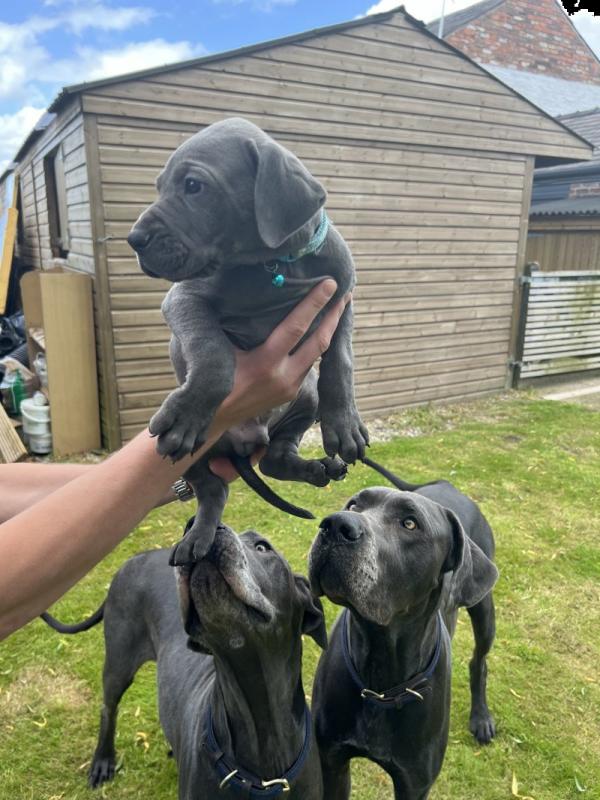 Quality Great Dane Pups ready for loving homes now.. Image eClassifieds4u