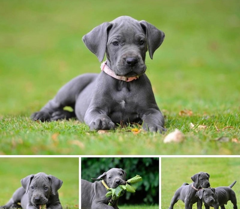 Quality Great Dane Pups ready for loving homes now.. Image eClassifieds4u