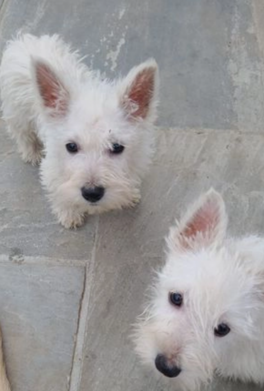 Ready to leave KC reg West Highland puppies Image eClassifieds4u