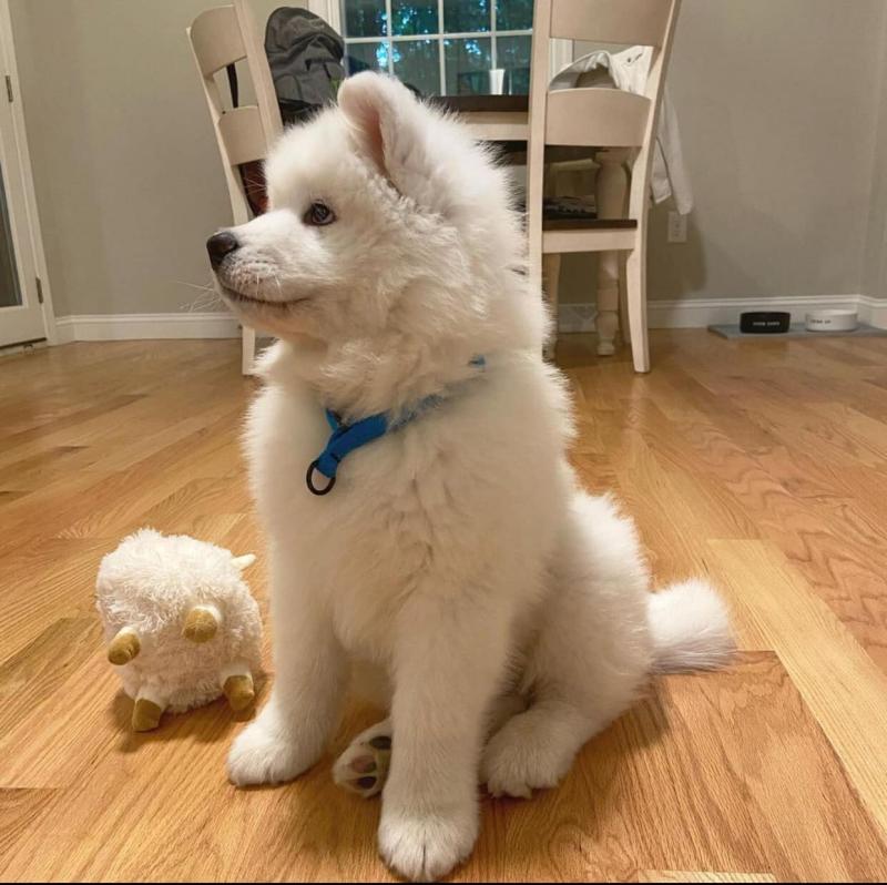 Samoyed Puppies PRA Cleared (2 left) Image eClassifieds4u