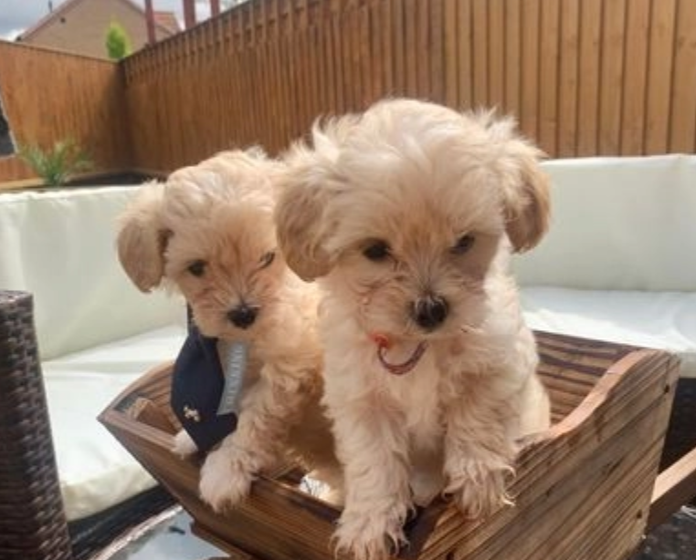 Stuning F1Maltipoo MiniToy Puppies Image eClassifieds4u