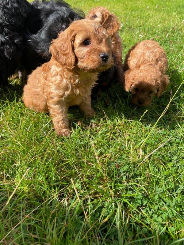 Stunning Cavapoo puppies ready for new homes..!!! Image eClassifieds4u