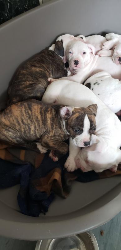 Superb American Bulldog Pups ready for loving homes...!! Image eClassifieds4u