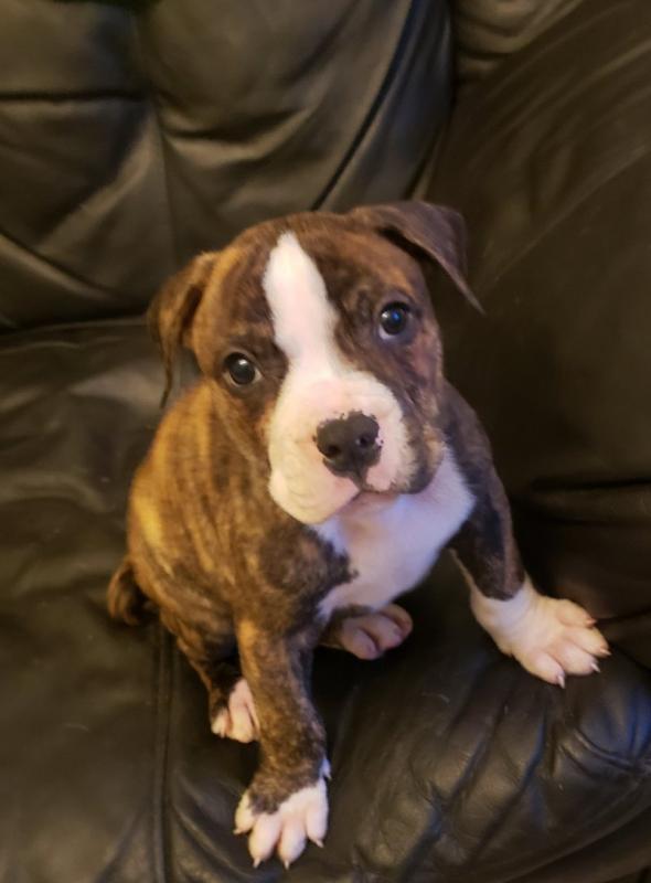 Superb American Bulldog Pups ready for loving homes...!! Image eClassifieds4u