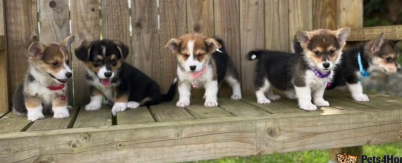 Welsh Pembrokeshire Corgis available Image eClassifieds4u