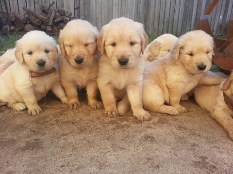 Golden Retriever puppies for adoption Image eClassifieds4u